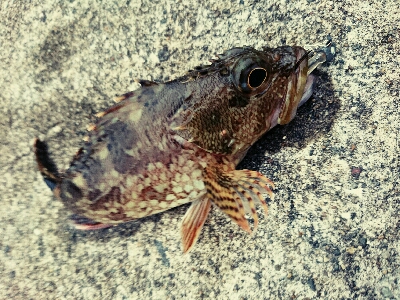 アジング狙いでアラカブw