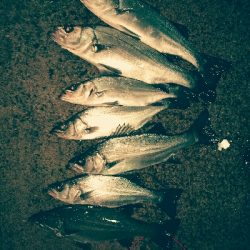 ヒラスズキ爆釣！！暴風雨釣行w