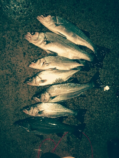 ヒラスズキ爆釣！！暴風雨釣行w