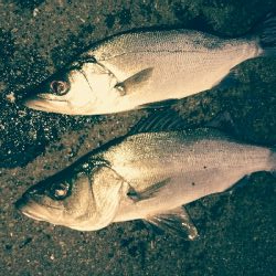 寝坊してもヒラスズキ2本ゲット!!!