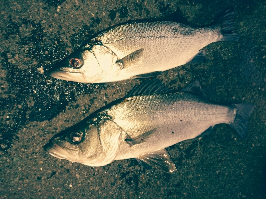 寝坊してもヒラスズキ２本ゲット！！！