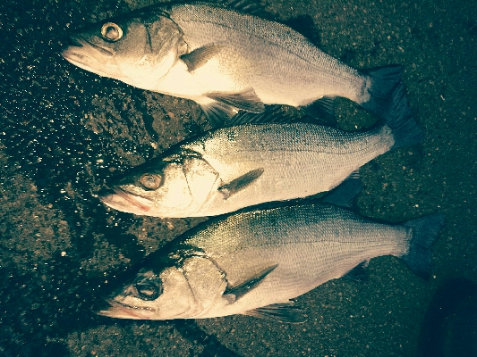 連休最終日は3本！！連休トータル12本