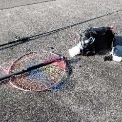 黒鯛だったのかな?