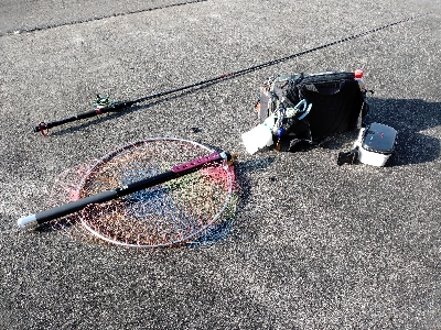 黒鯛だったのかな?