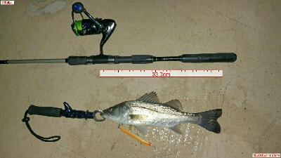 バチ抜けの一匹