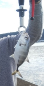 やっと今年初釣行