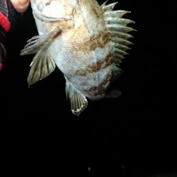 メバリングJH単体