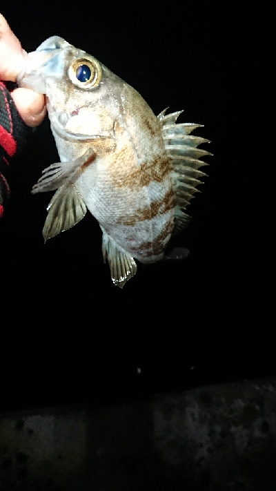 メバリングJH単体