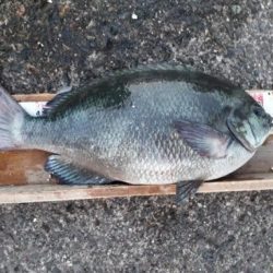 グレ！！シーズン的に厳しいかと思いましたが、、、