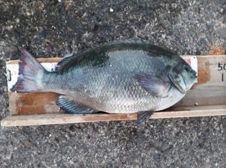 グレ！！シーズン的に厳しいかと思いましたが…