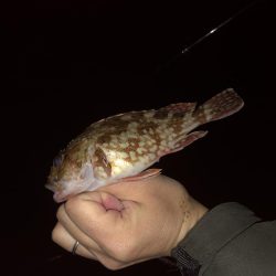 ガシラ くんのみ