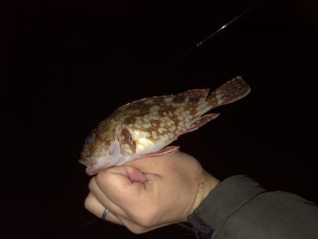 ガシラ くんのみ