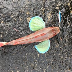 とってもカラフル！