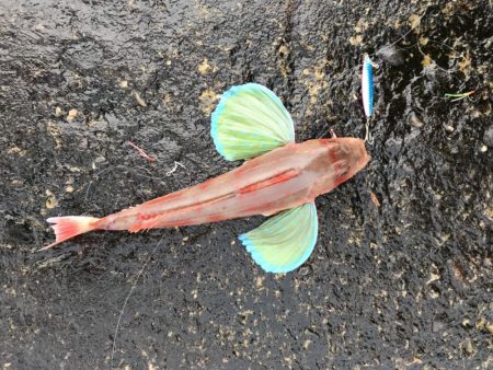 とってもカラフル！