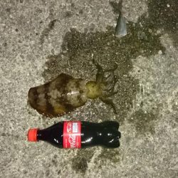 雪が降る前に行って来ました。