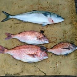 久し振り海洋釣堀でファミリーフィッシング