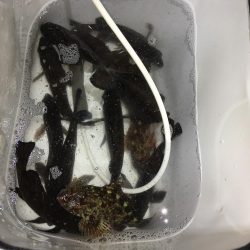 メバリング 小メバル多数