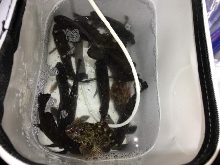 メバリング 小メバル多数