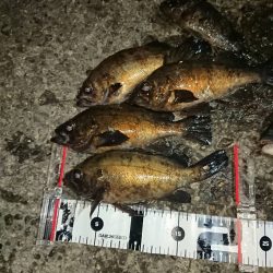 メバルの本番は間もなく到来かな?