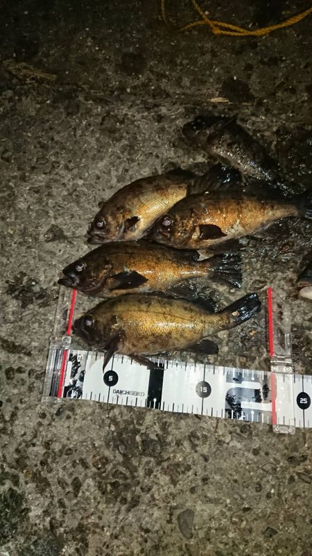 メバルの本番は間もなく到来かな？