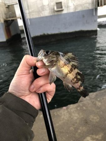 メバルとガシラ とアナゴ⁉︎…