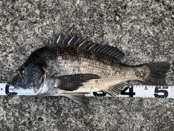 イチノ兄弟、釣果！