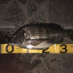 ばらしまっせ！素バリまっせ！