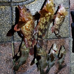 昼間はぽかぽか