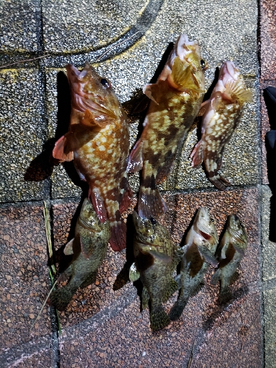 昼間はぽかぽか