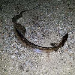 タチウオいつものように釣れまくる