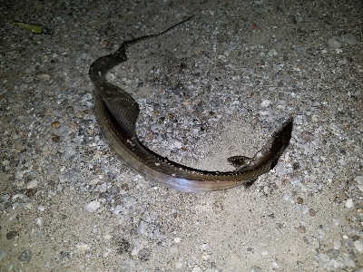 タチウオいつものように釣れまくる