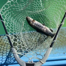 プールフィシング