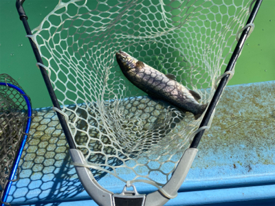 プールフィシング