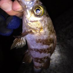 ナイトメバリング