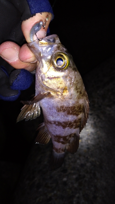 ナイトメバリング