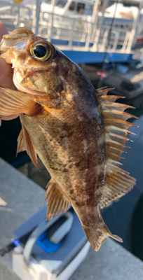 メバル昇り調子