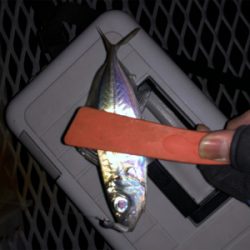 初めての小島養魚場！