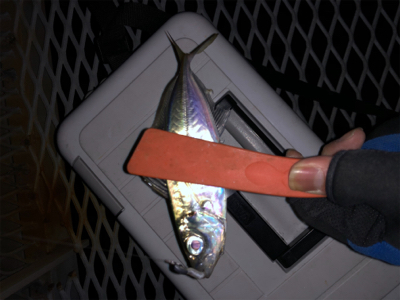 初めての小島養魚場！