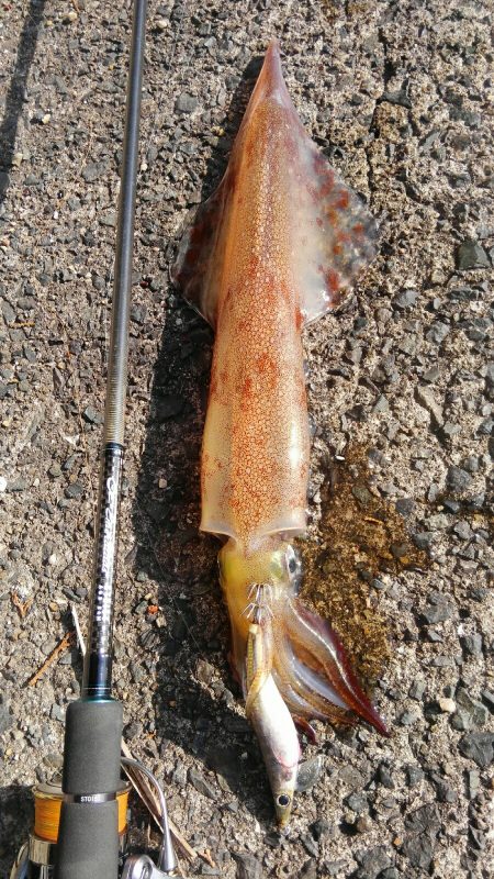 遂に、40cmアップ？