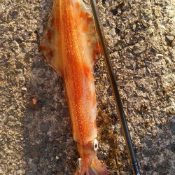 久しぶりにキャッチ