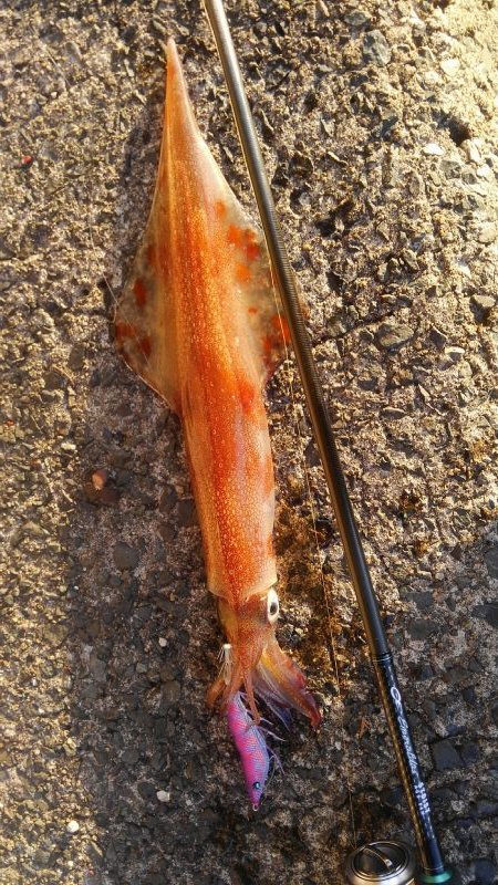 久しぶりにキャッチ