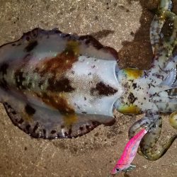 やっときましたキロアオリん