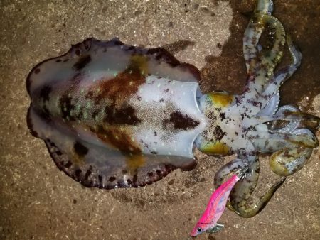 やっときましたキロアオリん