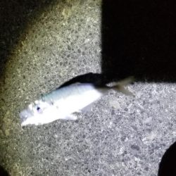 アジング　激渋