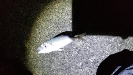 アジング　激渋