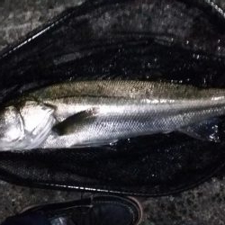 アジング中にランカーシーバス