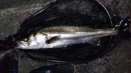 アジング中にランカーシーバス