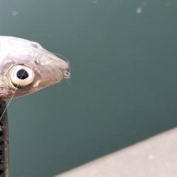 アジング 辰ヶ浜の漁