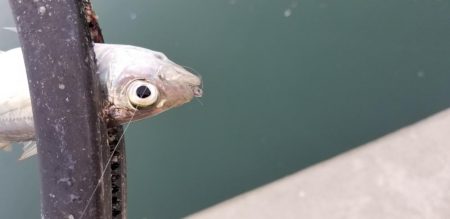 アジング 辰ヶ浜の漁