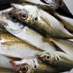 宮崎町箕島漁港アジング